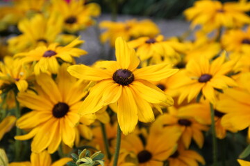 yellow flowers in the garden