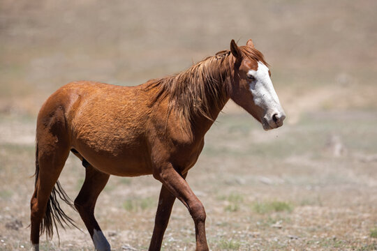 Chestnut piebald wild horse stallion walking in the White Mountains near Heber Arizona United States