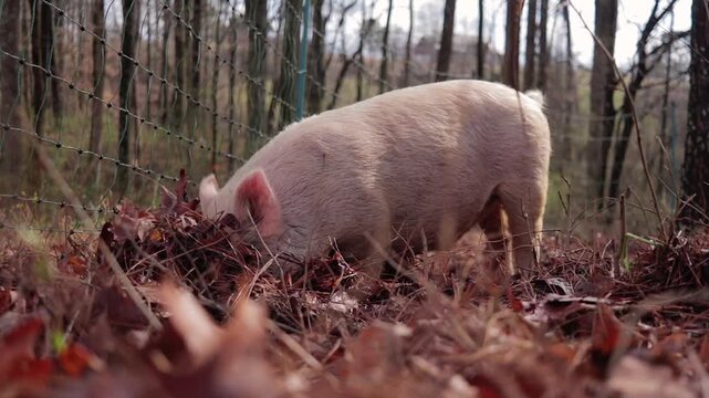 Young Yorkshire Pig Foraging through Leaves and Straw in Woods