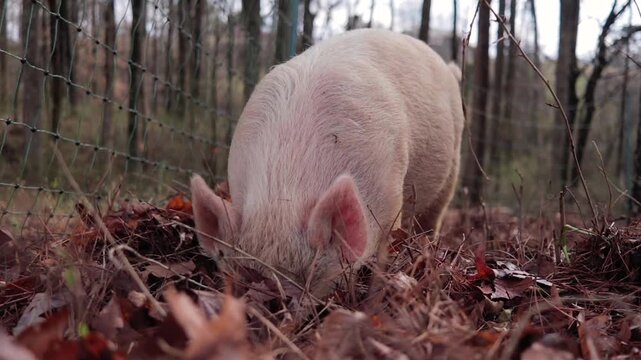 Closeup of Young Yorkshire Pig Foraging through Leaves and Straw in Woods
