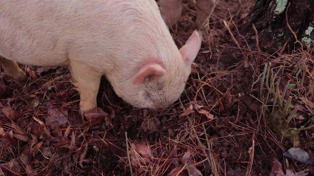 Overhead Shot of Young Yorkshire Pig Nosing Through Dirt and Foliage in Woods