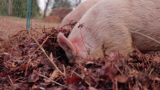 Closeup of Young Yorkshire Pig Foraging Through Ground in Woods