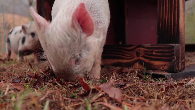 Closeup of Young Yorkshire Piglet Foraging Dirt Next to Wood Shelter