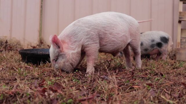 Young Yorkshire Pig Nosing Through Ground And Itching In Front of Barn