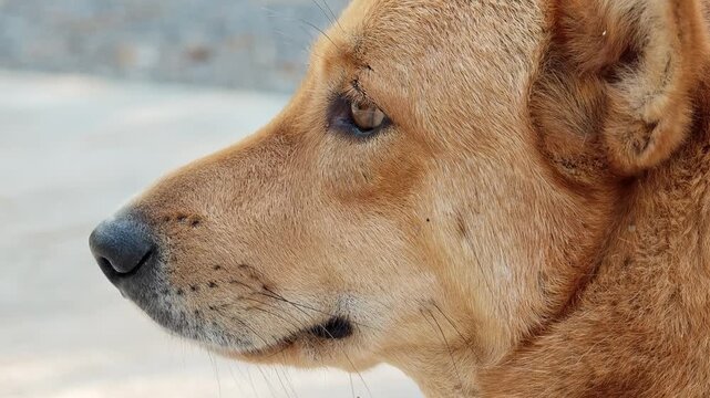 close-up face a brown dog.