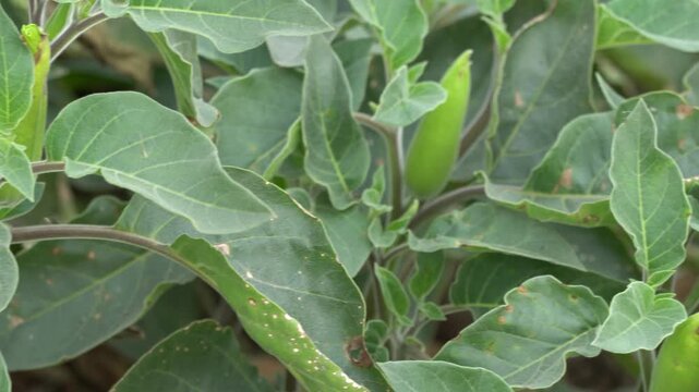Close-Up of Lush Green Broad Leaves on Wild Herb Plant &mdash; Macro Botanical Nature Photography of Medicinal Foliage