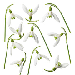 Fototapeta premium Multiple ultra-detailed snowdrop flower sprigs with delicate white petals and green markings, scattered on a seamless bright white background, conveying pure natural beauty and freshness