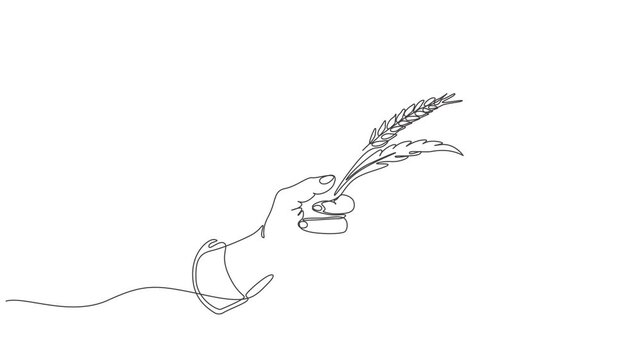Hand Holding Wheat Continuous Single Line Animation,Animated self drawing of continuous line draw whole healthy organic wheat grain for farm concept,Thanksgiving symbol,Grain, One continuous line