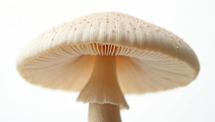 Pale mushroom with visible gills stands alone on white surface. Closeup of cap underside, stem shows fine texture. Natural detail for cooking or art.