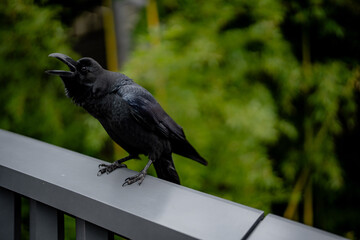 crow on the fence © Anawin