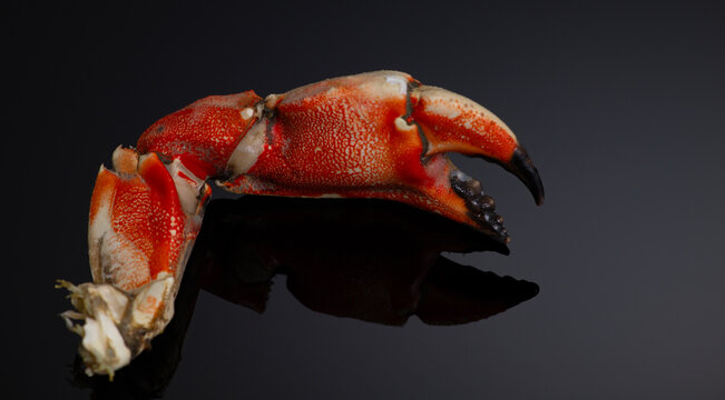 Crab macro food vibrant. Crab shell cracked detail. Crab gourmet cuisine concept. Crab background isolated texture.