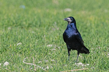 Fototapeta premium A crow (Corvus frugileguscorn) displaying purple and blue reflections on its feathers in sunlight.