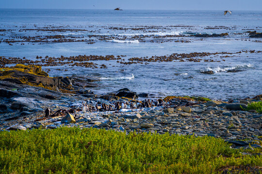 African Penguin Colony on the Rocky Coast of Robben Island, South Africa
