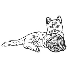 Fototapeta premium Playful Kitten with Yarn Ball Charcoal Line Art Illustration