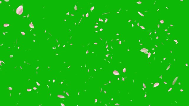 Pink cherry blossom flower petals flying on green screen background. Soft floral cherry blossom spray. Cinematic sakura cherry blossom petals falling animation. Spring easter overlay visual element.