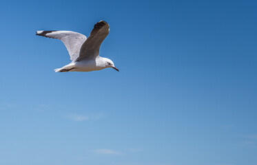 Obraz premium Seagull soaring over the Indian Ocean, South Africa coastal wildlife in flight, blue sea background