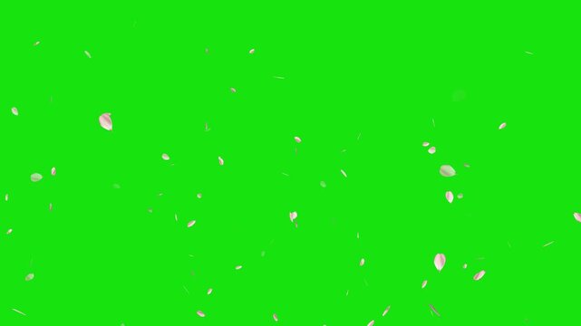 Pink cherry blossom flower petals flying on green screen background. Soft floral cherry blossom spray. Cinematic sakura cherry blossom petals falling animation. Spring easter overlay visual element.