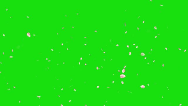 Pink cherry blossom flower petals flying on green screen background. Soft floral cherry blossom spray. Cinematic sakura cherry blossom petals falling animation. Spring easter overlay visual element.