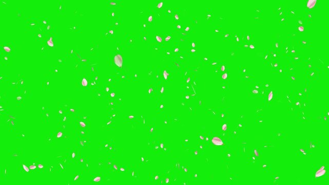 Pink cherry blossom flower petals flying on green screen background. Soft floral cherry blossom spray. Cinematic sakura cherry blossom petals falling animation. Spring easter overlay visual element.