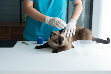 Veterinarian Treating Cat with Health Check and Vaccine at Clinic