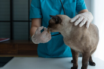 Veterinarian Treating Cat with Health Check and Vaccine at Clinic