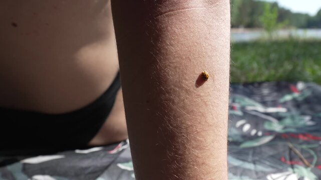 Ladybug insect up-close on pale white skin up-close European woman arm