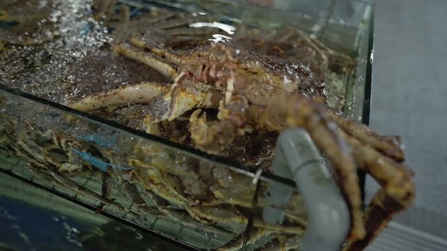 Tongs Raise King Crab. Busy Market Scene With Crab On Tongs And Glass Border. Bustling Market Environment Showing King Crab Being Carefully Transferred With Tools And Protective Barriers