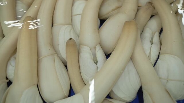 Pale Clams Submerged. Raw Shellfish With Creamy Texture And Tubular Siphons Packed Tightly. Organic Seafood Display Featuring Pale Clams Submerged In Water With Siphons In Market Storage Setting