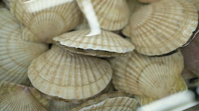 Fresh Scallop Shells Stacked In Water, Closeup Of Pale Ridged Shells With Radial Symmetry And Wet Sheen, Seafood Supplier Sorting Scallops For Restaurant Distribution, Culinary Buyer Selecting Prime