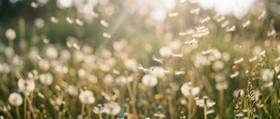 Fototapeta premium Dandelion Seeds Float in the Air on a Sunny Day in a Grassy Field During Spring Season