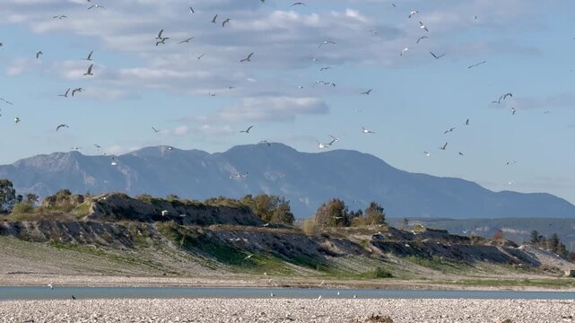 A large group of seagulls is taking flight over a pebbly riverbank. Blue mountains in the background. Calm water and green bushes. Bright sunny day. Clear blue sky.