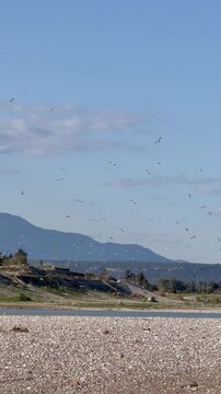 A large group of seagulls is taking flight over a pebbly riverbank. Blue mountains in the background. Calm water and green bushes. Bright sunny day. Clear blue sky.