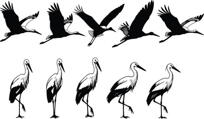Fototapeta premium Black stork bird silhouette collection featuring flying and standing poses, elegant heron and crane figures for nature and wildlife conservation designs.