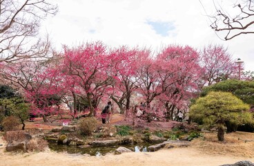 봄동산, 꽃동산에 활짝 핀 홍매화