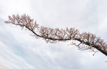 핑크빛 매화꽃이 활짝 핀 매화나무 줄기, png파일