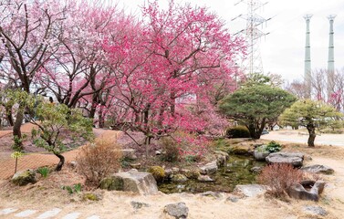 봄동산, 꽃동산에 활짝 핀 홍매화