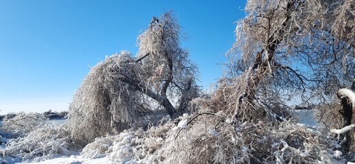 snowy forest glade, fantastic trees sun rays daytime traditional photo © Massaget
