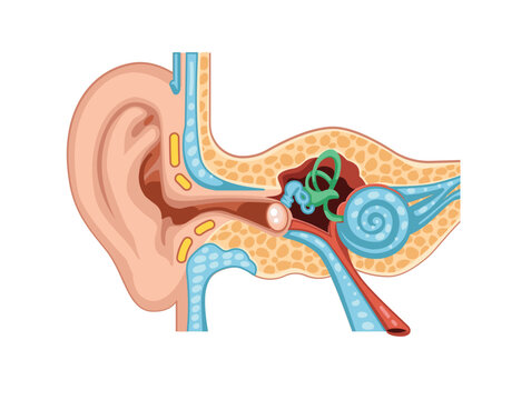 Human Ear Anatomy Cross Section
