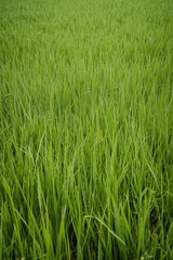 Obraz premium Green grass field landscape