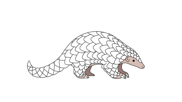 Detailed illustration of a pangolin also known as a scaly anteater walking on its large claws across a plain white background.