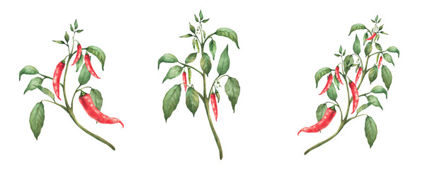 Hot Chili pepper plant set. Watercolor painting of red pods and green leaves on the branch. Botanical realistic Cultivated vegetables illustration for gardening, seasoning Isolated from background © Bartol_art