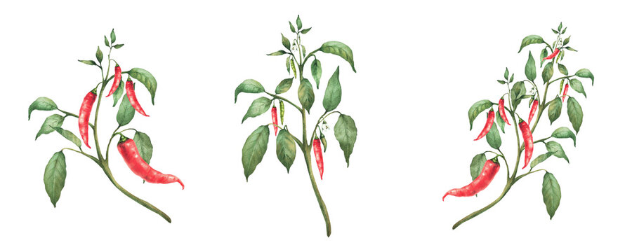 Hot Chili pepper plant set. Watercolor painting of red pods and green leaves on the branch. Botanical realistic Cultivated vegetables illustration for gardening, seasoning Isolated from background