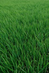 Fototapeta premium lush green grass field close-up