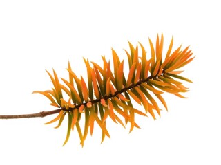 Obraz premium Autumn orange and green pine tree branch