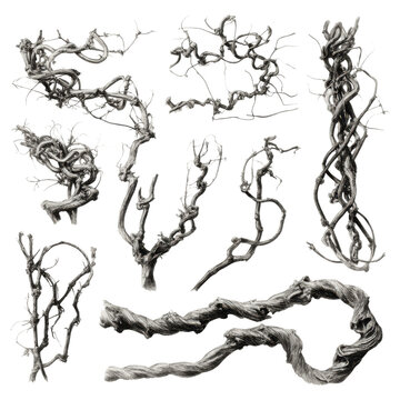 Vintage black ink twisted tree branches, gnarled deadwood vine bundle, hand drawn botanical illustration PNG for design isolated on Transparent Background