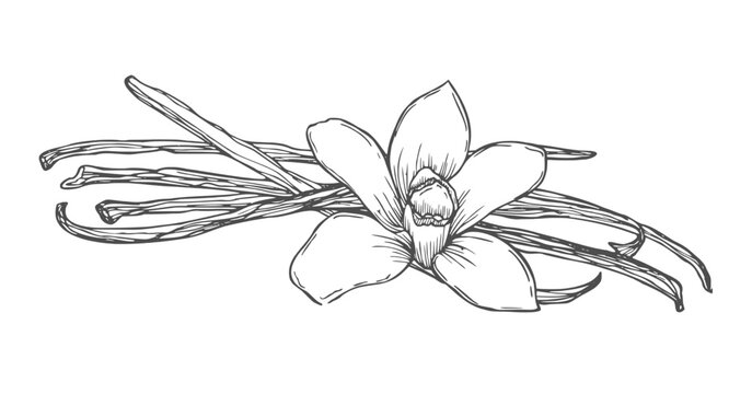 Vanilla pods, sticks with Vanilla flower. Hand drawing sketch isolated on white background. Kitchen herbs and spices.