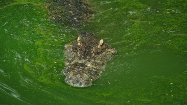 Siamese crocodile swimming in green freshwater pond with only eyes and snout above surface, textured scales blending into algae covered water in a calm tropical wildlife scene