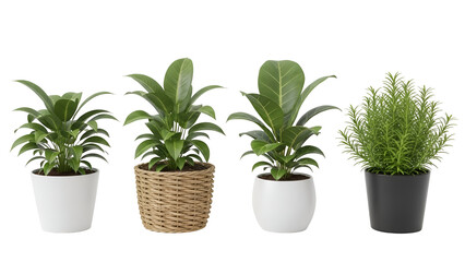 Fototapeta premium Four Potted Plants on White Background