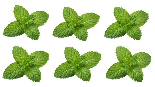 Fresh mint leaves isolated on white
