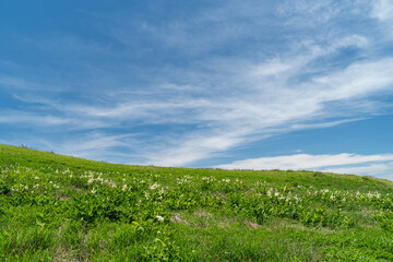 Obraz premium 爽やかな朝の高原 霧ヶ峰